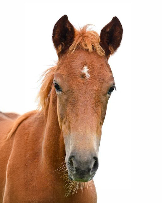 Carni Equine