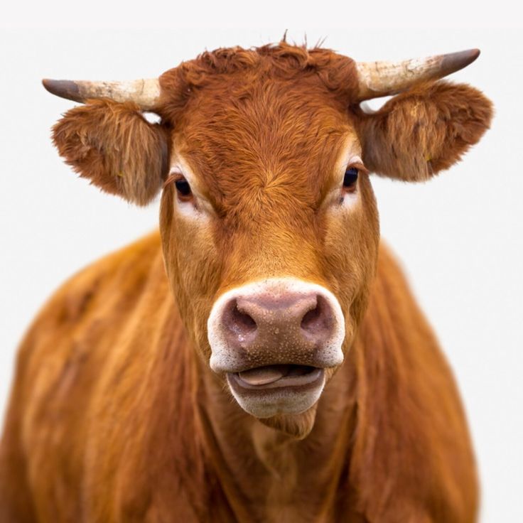 Carni Bovine