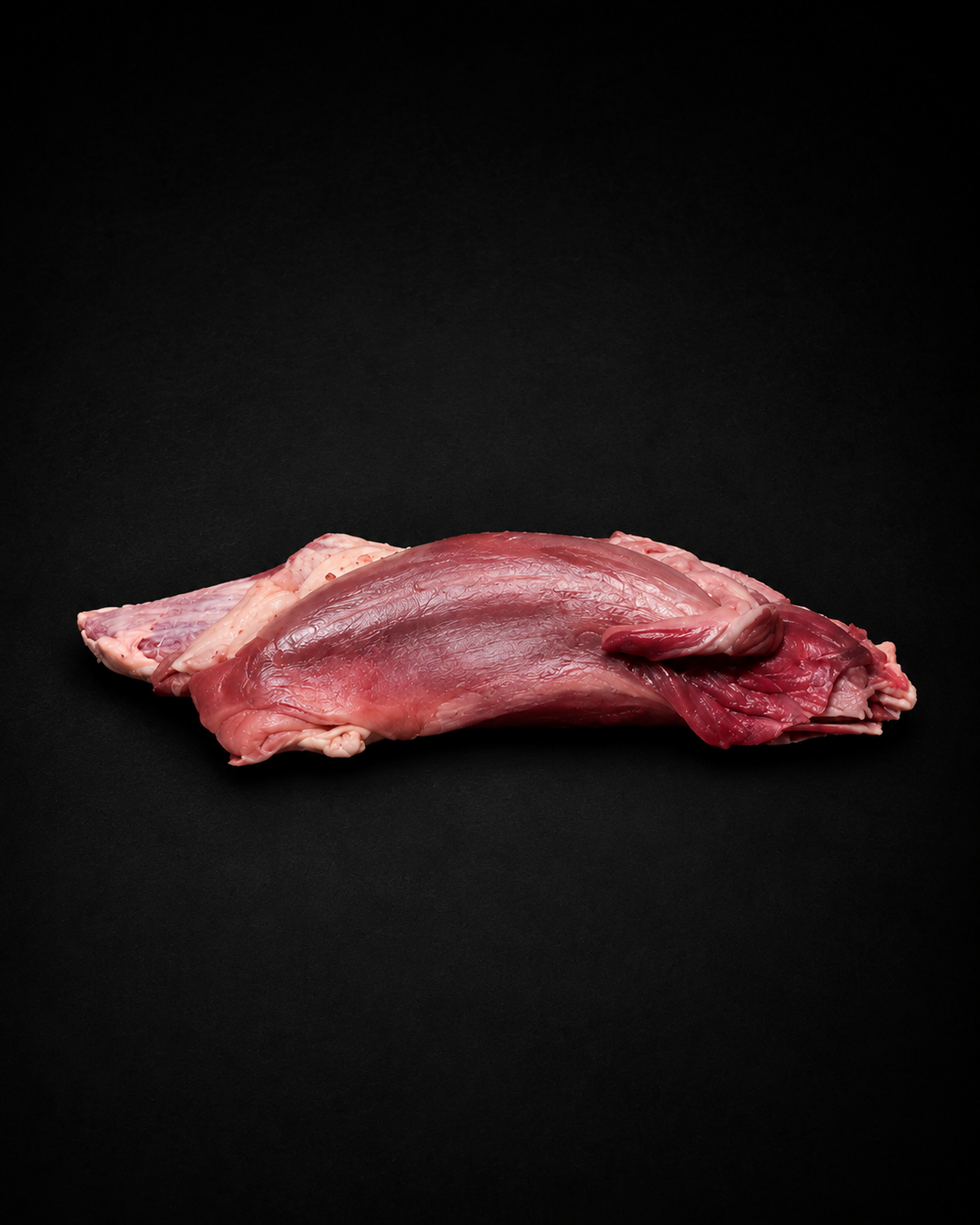 Foal front leg muscle