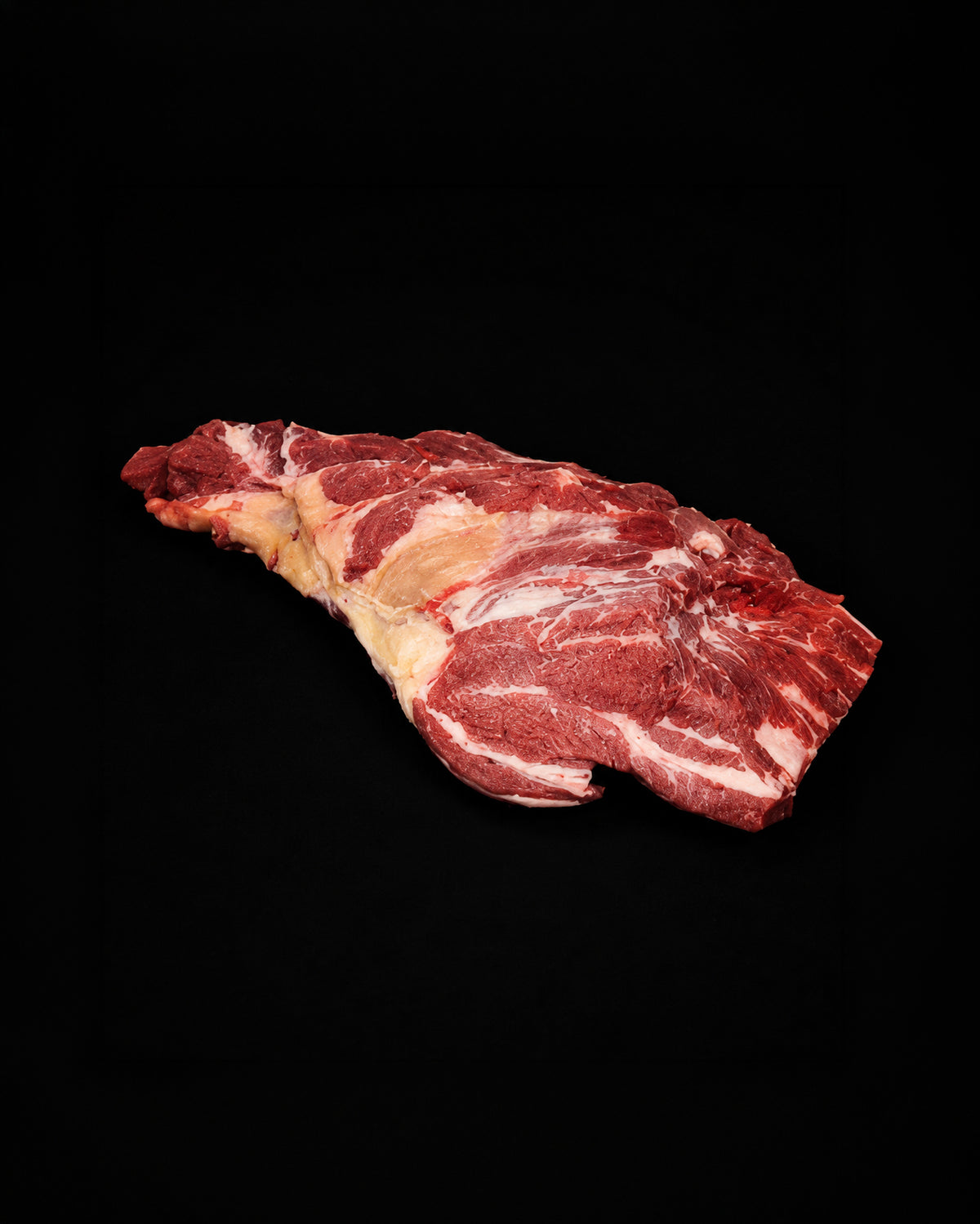 Foal shoulder